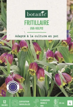 Bulbes de fleurs Fritillaire Uva Vulpis violet botanic® - 12 bulbes