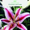 Bulbes de fleurs Lys oriental Dizzy botanic® - 2 bulbes