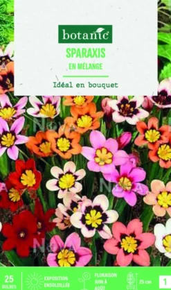 Bulbes de fleurs Sparaxis tricolor en mélange botanic® – 25 bulbes