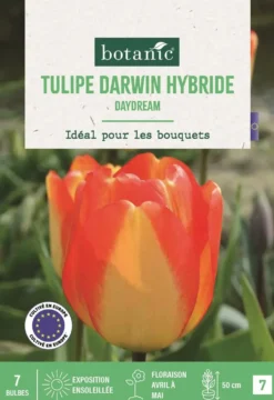 Bulbes de fleurs Tulipe Darwin hybride Daydream orange jaune botanic® - 7 bulbes
