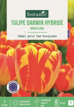 Bulbes de fleurs Tulipe Darwin hybride Banja Luka rouge et jaune botanic® - 7 bulbes