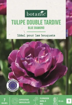 Bulbes de fleurs Tulipe double tardive Blue Diamond violet botanic® - 7 bulbes