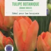 Bulbes de fleurs Tulipe fosteriana Orange Breeze orange botanic® - 7 bulbes