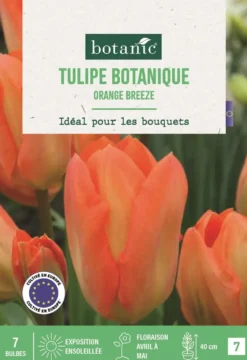 Bulbes de fleurs Tulipe fosteriana Orange Breeze orange botanic® - 7 bulbes