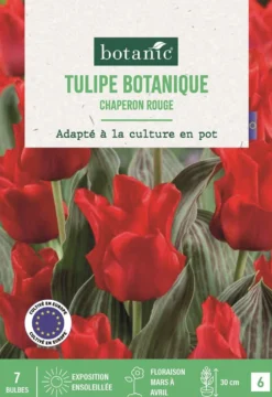 Bulbes de fleurs Tulipe greigii Chaperon rouge botanic® - 7 bulbes