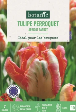 Bulbes de fleurs Tulipe perroquet Apricot Parrot rose et abricot botanic® - 7 bulbes