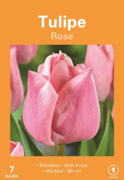 Bulbes de fleurs Tulipe rose botanic® - 7 bulbes