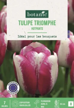 Bulbes de fleurs Tulipe triomphe Hotpants blanc et rose botanic® - 7 bulbes