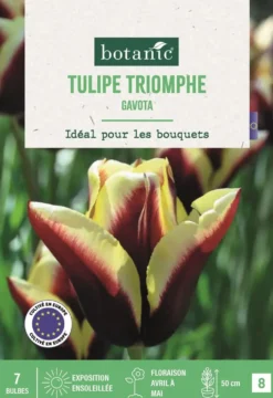 Bulbes de fleurs Tulipe triomphe Gavota pourpre et jaune botanic® - 7 bulbes