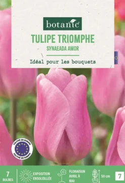 Bulbes de fleurs Tulipe triomphe Synaeada Amor rose botanic® - 7 bulbes