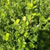 Buxus Sempervirens (Buis commun) pyramide en pot de 7 L vert
