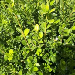 Buxus Sempervirens (Buis commun) pyramide en pot de 7 L vert