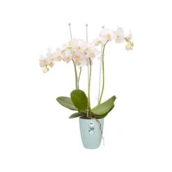 Cache-pot Brussels Orchidées haut Ø 12,5 x H 15,2 cm Polypropylène injecté