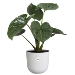 Cache-pot coloris blanc Jazz Elho - Ø 16 cm