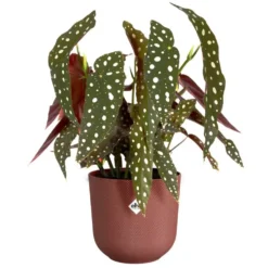 Cache-pot coloris rouge Jazz Elho - Ø 23 cm