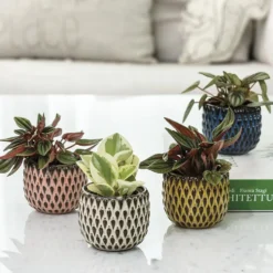 Cache-pot Fizzy coloris multicolore en céramique - Ø 7,5 cm