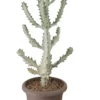 Cactus mix botanic®. Le pot de Ø 40 cm