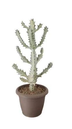Cactus mix botanic®. Le pot de Ø 40 cm