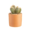 Cactus mix botanic®. Le pot en terre cuite de Ø 14 cm