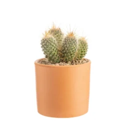 Cactus mix botanic®. Le pot en terre cuite de Ø 14 cm