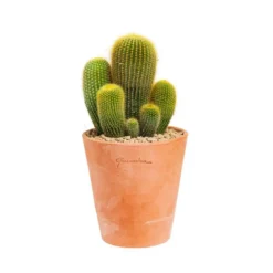 Cactus mix en pot terre cuite Ø 20 cm