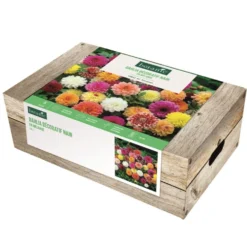 Cagette de bulbes de fleurs Dahlia décoratif nain en mélange botanic® – 5 bulbes