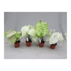 Caladium. Le pot Ø 17 cm