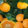 Calamondin coloris orange - 2,5 L