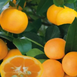 Calamondin coloris orange - 2,5 L