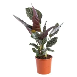 Calathéa varié. Le pot Ø 19 cm