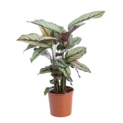 Calathéa varié. Le pot Ø 19 cm