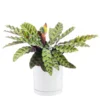 Calathea Lancifolia vert en pot blanc émaillé botanic®. Le pot Ø 18 cm
