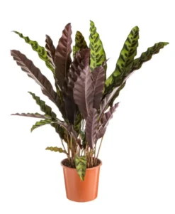 Calathea lancifolia vert. Le pot Ø 17 cm