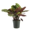 Calathea Médaillon vert. Le pot Ø 17 cm