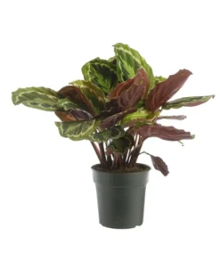 Calathea Médaillon vert. Le pot Ø 17 cm
