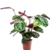 Calathea Médaillon vert. Le pot Ø 17 cm