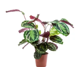 Calathea Médaillon vert. Le pot Ø 17 cm