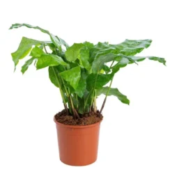 Calathea mix à feuilles rondes. Le pot Ø 14 cm