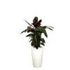 Calathea warscewiczii et son pot Rondo premium Ø 32 blanc