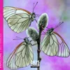 Calendrier 2025 papillons coloris multicolore Aquarupella - 16,5 x 16,5 cm