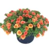 Calibrachoa multicolore - Le pot de 2,5 litres