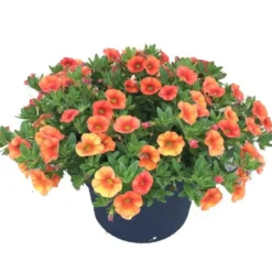 Calibrachoa multicolore - Le pot de 2,5 litres