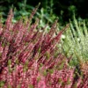 Callune naturelle - La cagette de 4 plants