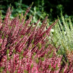 Callune naturelle - La cagette de 4 plants
