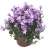 Campanula Get Me bleue - Le pot de 10.5 cm