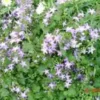 Campanula Isophylla - Le pot de 10,5 cm