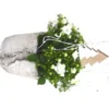 Campanula - Pot déco béton
