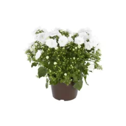 Campanula White Wonder - Le pot de 10.5 cm