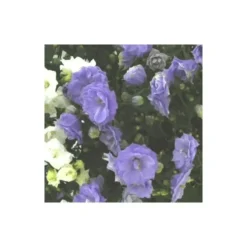 Campanula White Wonder - Le pot de 10.5 cm