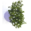 Campanule Addenda - La coupe de 20 cm